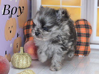 Are pomeranians easy to train?