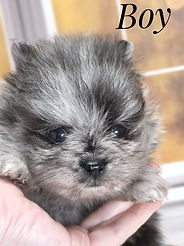 Companon Poms sells affordable merle pomeranians