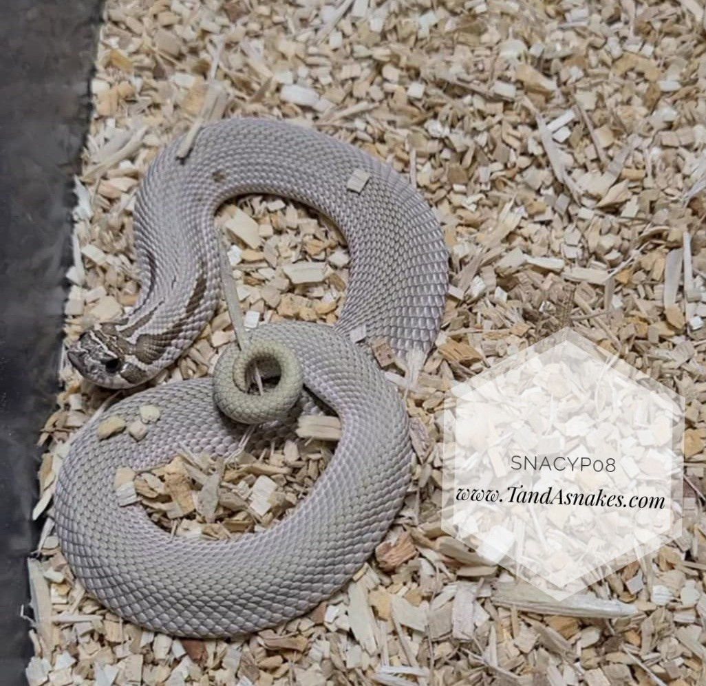 Best Snake Pets for sale