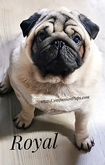 Best Pug Breeders AKC Champion Line Pugs