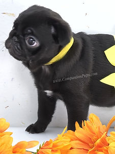 How much do pugs cost?