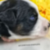 Black Tri with Double Blue Eyes Easy to Train and makes excellent therapy dog available in Tn from Reputabe Breeder