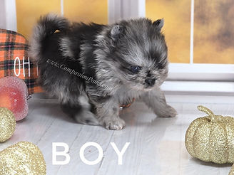 Where can I find an affordable merle pomeranian?