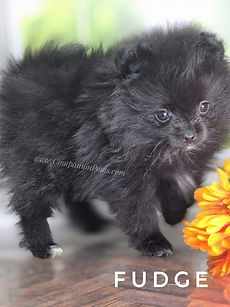 Black Pomeranians