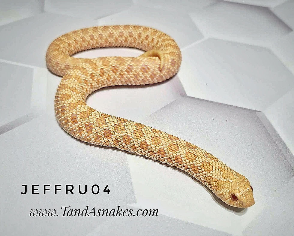 Thumbnail: western hognose snake for sale