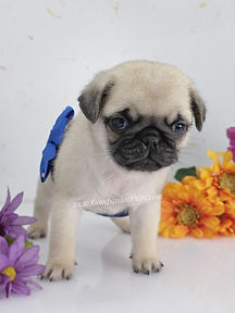 pug puppies for sale