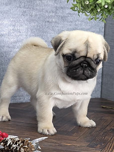 AKC Pug puppy for sale