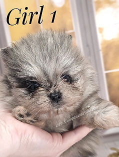 breeder with blue merle poms for sale