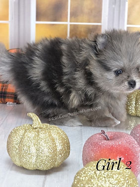 Pomeranians are excellent travel dogs and companions