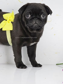 pug puppies for sale