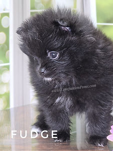 Adopting healthy pomeranian