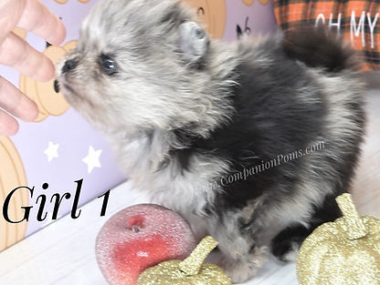 where can I find a small pomeranian?