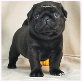 pug puppies