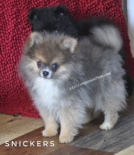 where can I find affordable pomeranians?