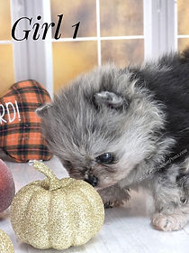 blue merle pomeranian breeders