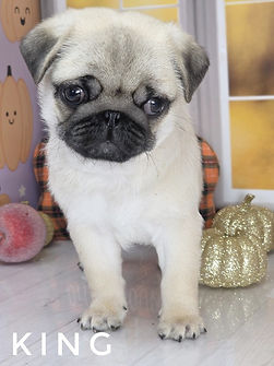 pug dog breeders