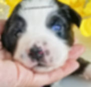 BET Toy Sized AKC Miniature American Shepherd aka Miniature Australian Shepherd for sale in TN from reputable Breeder Makes an amazing therapy dog