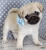 pugs that meet standards available