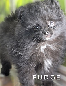 small pomeranians for sale