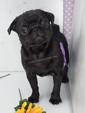 pug puppies for sale near me