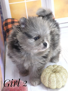 Do pomeranians travel well?