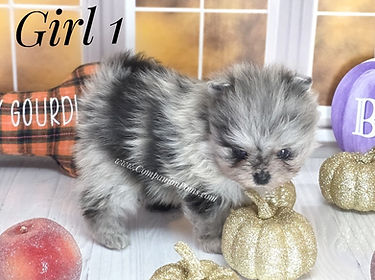 blue merle female pomeranians for sale