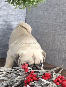 pug puppies for sale near me