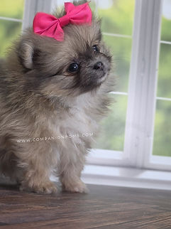 pomeranian breeder