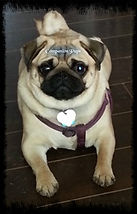 pug with rolls