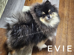 Female Black and Tan Champion Line Pomeranian For Sale