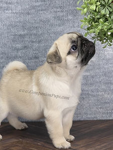 the best pug breeders