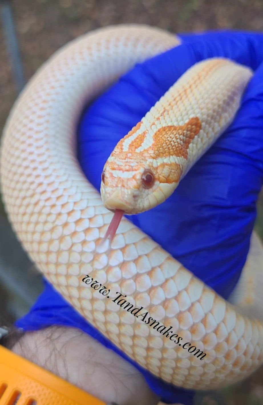 Thumbnail: Western Hognose For Sale