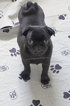 How much do pugs cost?