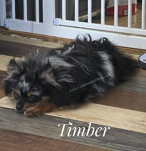 Merle Pomeranian for sale near me