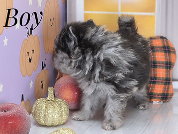 Pomeranians are very smart and learn quickly!
