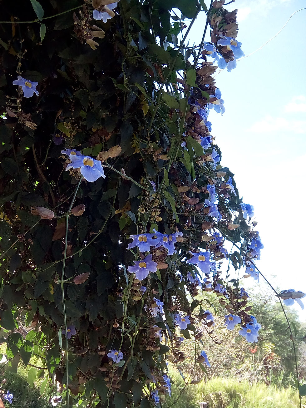 Thunbergia grandiflora [Großblütige Thunbergia]: Skyflower, Skyvine
