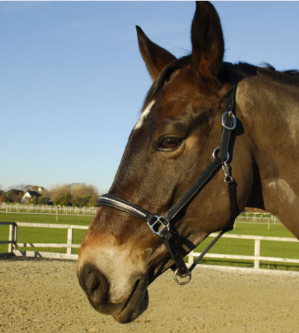 Thumbnail: Rocco Italia Milano Leather Headcollar
