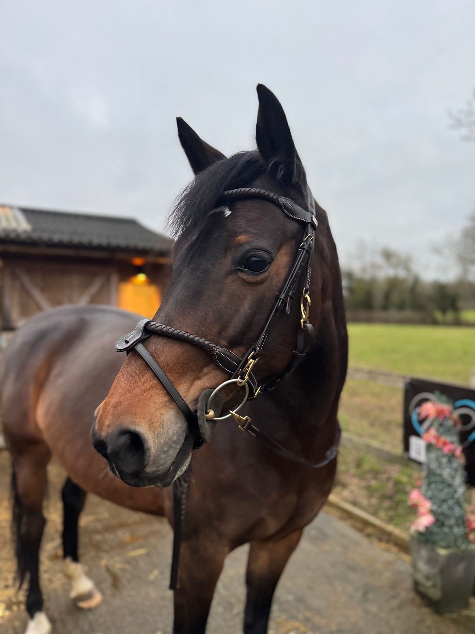 Thumbnail: Anatomical super soft clip work bridle