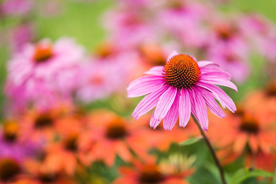 purple-coneflower-echinacea-flower-web.jpg