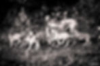 whippet esedra