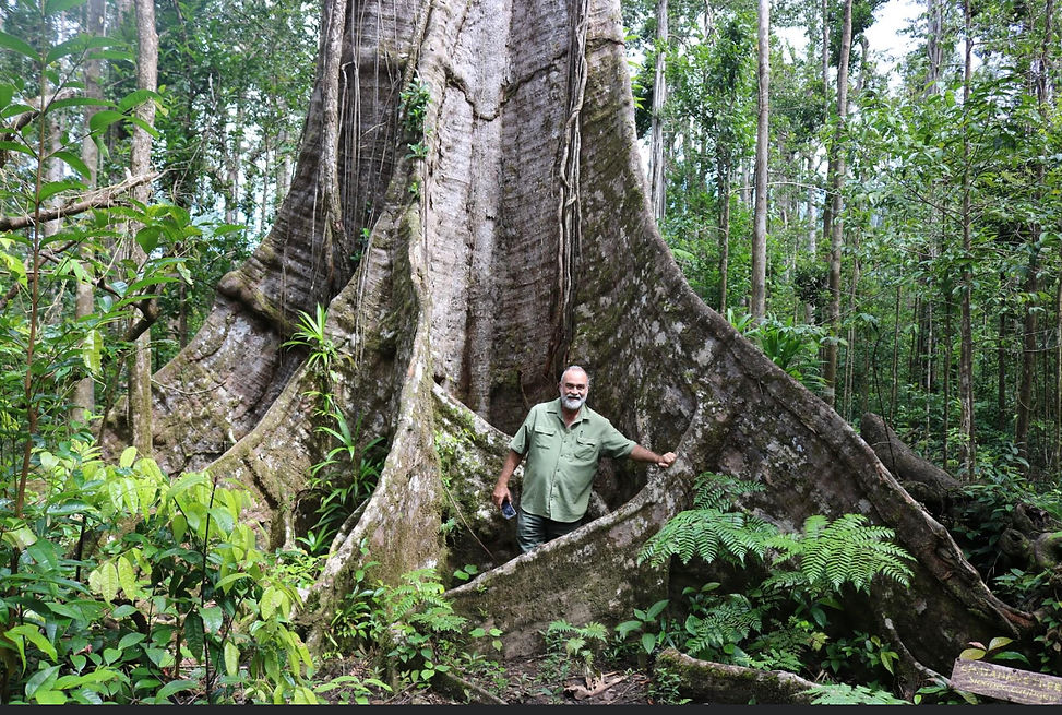 Rain forest on the way to Savanne Paille Holiday Homes, Accommodation in Dominica