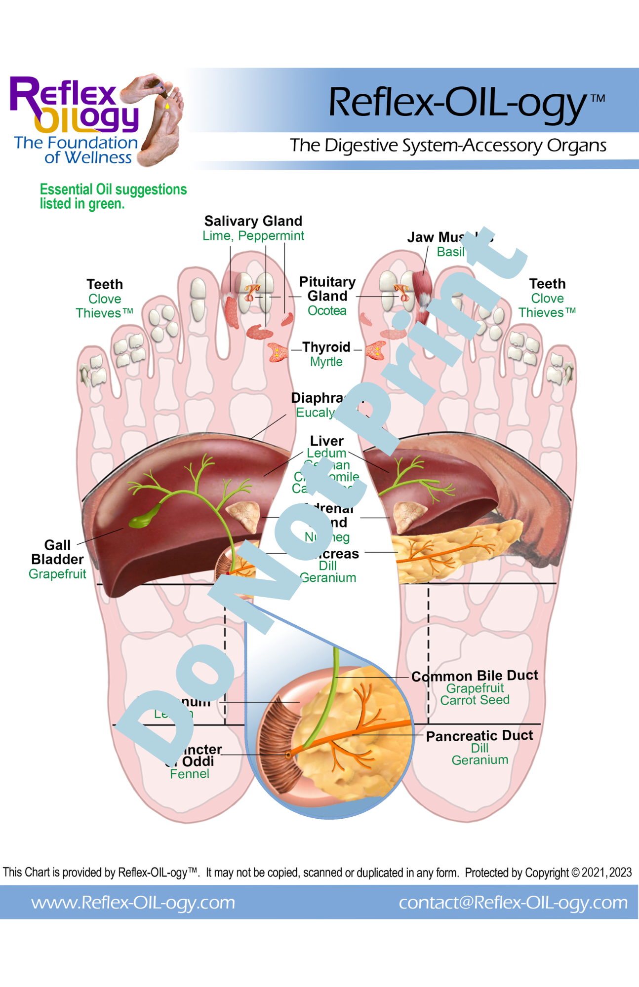 Digestive System - Accessory Organs Reflex Areas