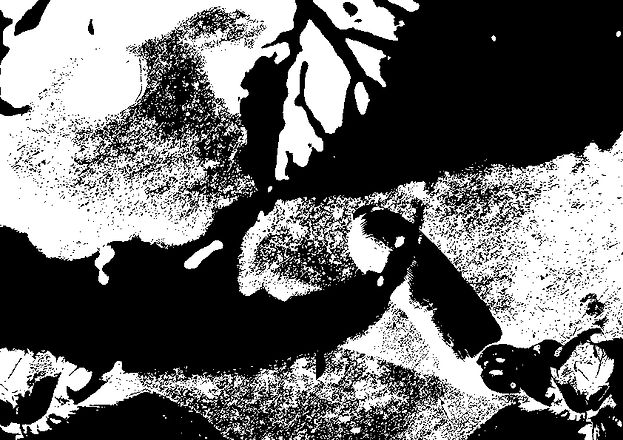 pak choi b and w.jpg