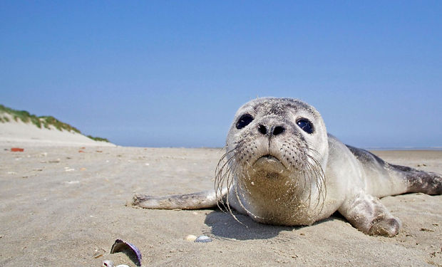 sealedclasses.jpeg