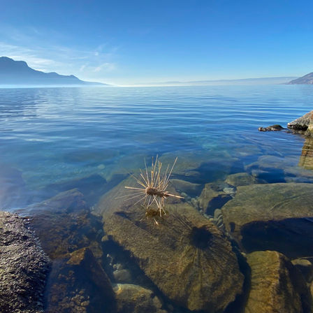 Giant ant enjoys a water dip in lake Geneva. Bronze sculptures by sculptor Gerhard Petzl.