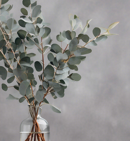 Eucalyptus in vase with plain background.