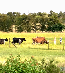 IMG_8244 Cows.HEIC