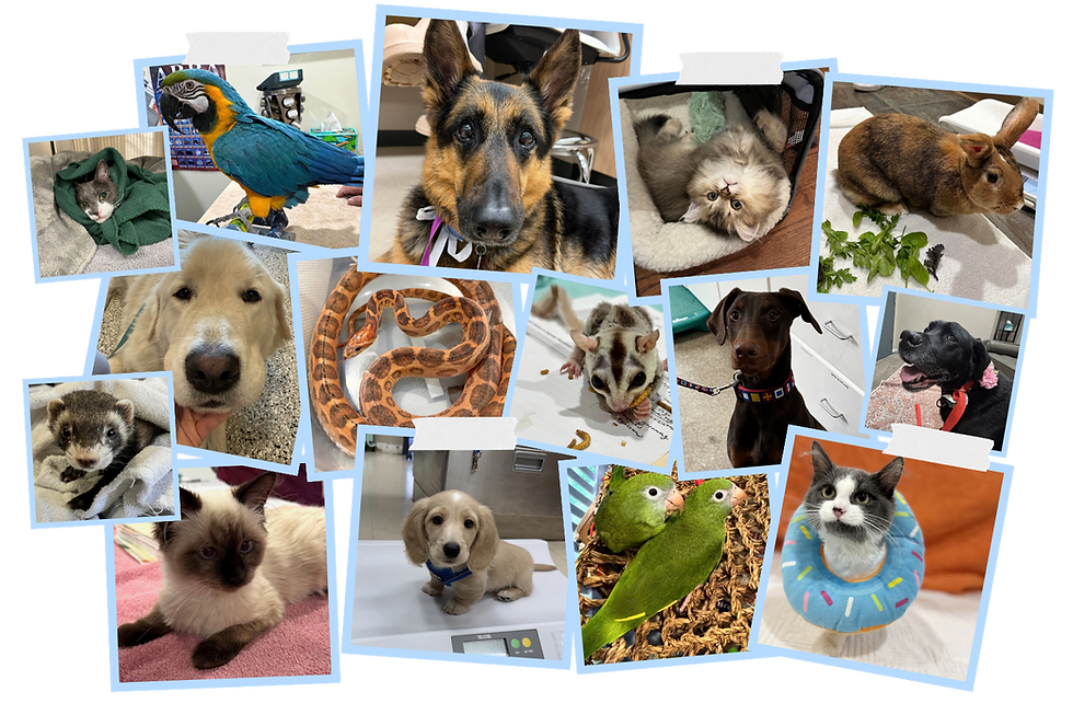 1.png