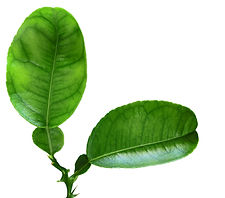 Lemon Leaf