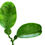 縮圖：STICKERS - Plant 水晶貼紙 - 植物